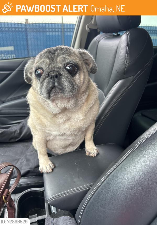 Found/Stray Female Dog last seen Webster and 38th roaming in the grass near st. Cecilia, Omaha, NE 68131