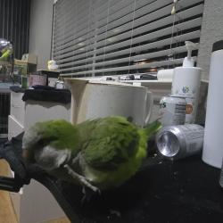 Lost Unknown Bird last seen San Jose Avenue and Monterrey riad, San Jose, CA 95125