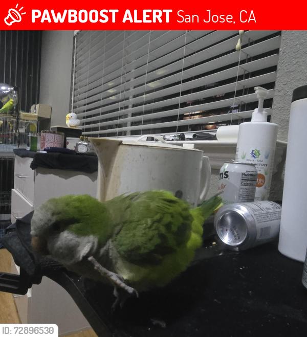Lost Unknown Bird last seen San Jose Avenue and Monterrey riad, San Jose, CA 95125