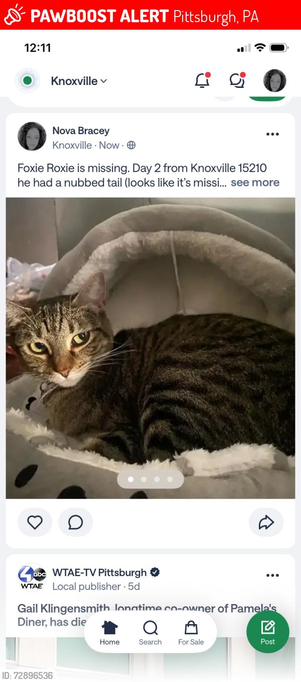 Lost Female Cat last seen Suncrest /daytona 15210, Pittsburgh, PA 15210