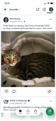 Lost Female Cat last seen Suncrest /daytona 15210, Pittsburgh, PA 15210