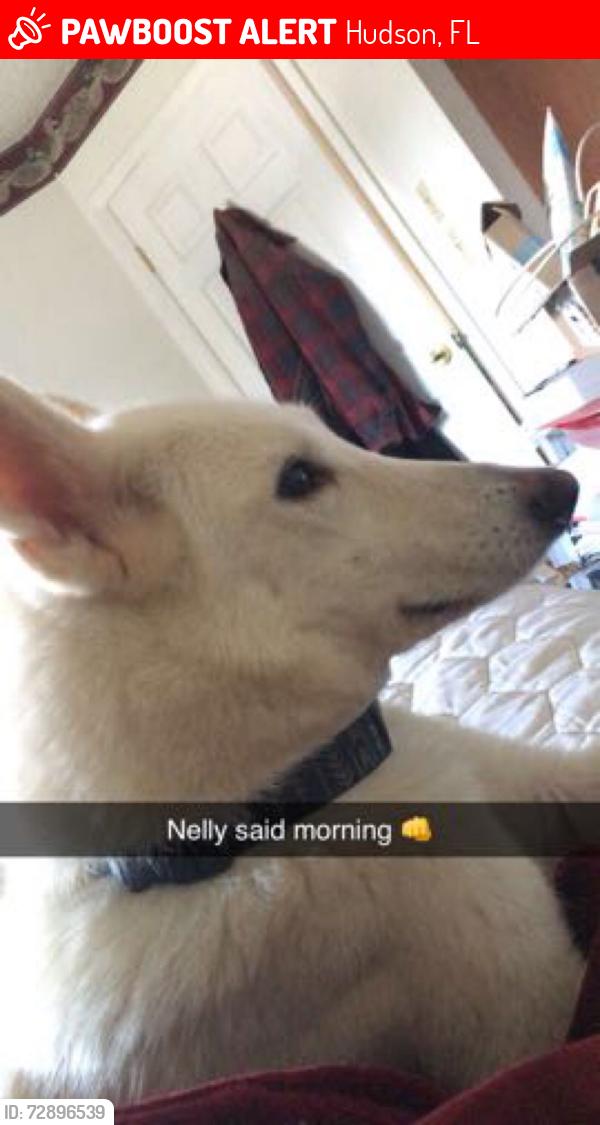 Lost Male Dog last seen Gulf dr seapines, Hudson, FL 34667