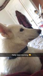 Lost Male Dog last seen Gulf dr seapines, Hudson, FL 34667