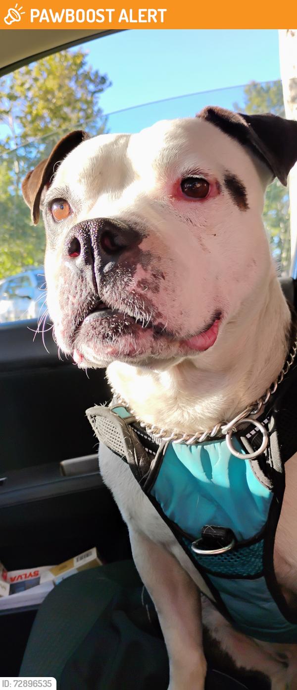 Found/Stray Male Dog last seen West Capitol and Cabaldon , West Sacramento, CA 95605