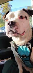 Found/Stray Male Dog last seen West Capitol and Cabaldon , West Sacramento, CA 95605