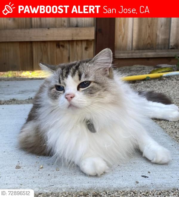 Lost Female Cat last seen Sant Teresa Boulevard, San Jose, CA 95123