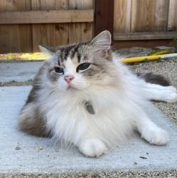 Lost Female Cat last seen Sant Teresa Boulevard, San Jose, CA 95123