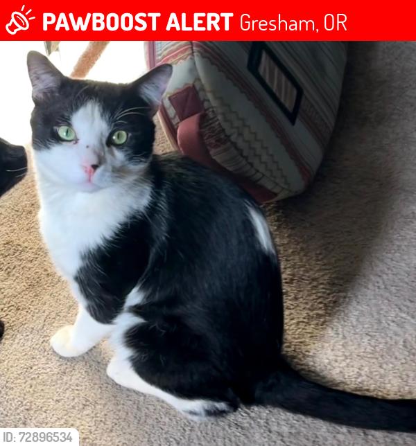 Found/Stray Male Cat last seen Ne 38th drive, Gresham, OR 97030