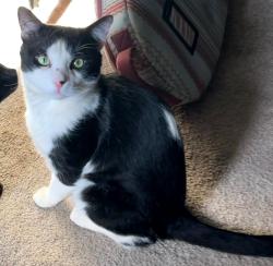 Found/Stray Male Cat last seen Ne 38th drive, Gresham, OR 97030
