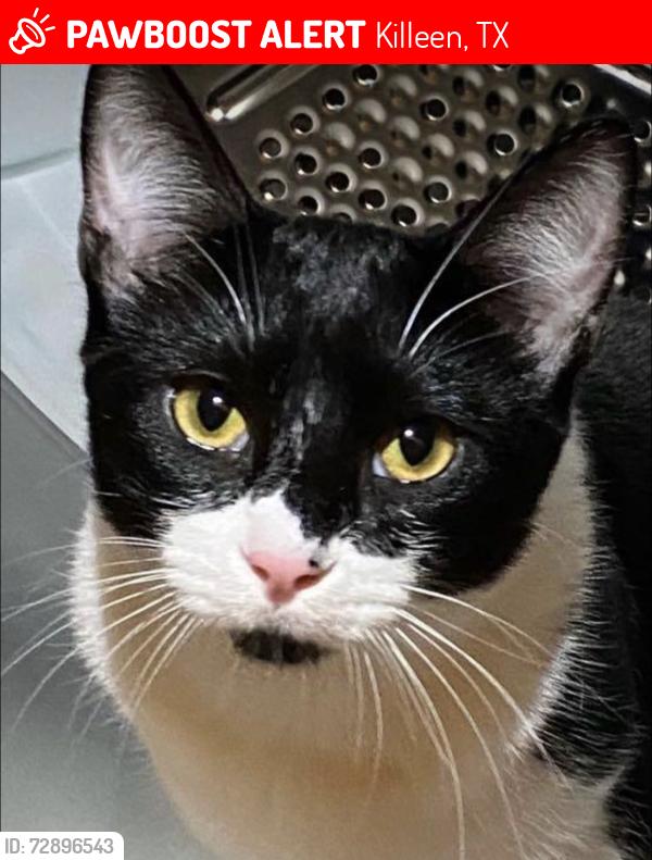 Lost Male Cat last seen Clear Creek, Killeen, TX 76549
