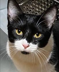 Lost Male Cat last seen Clear Creek, Killeen, TX 76549
