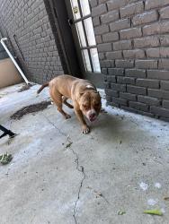 Found/Stray Male Dog last seen Pulaski Pike/McEwen Drive NW, Huntsville, AL 35810