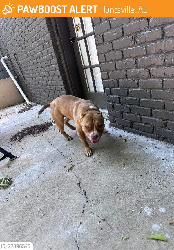 Found/Stray Male Dog last seen Pulaski Pike/McEwen Drive NW, Huntsville, AL 35810