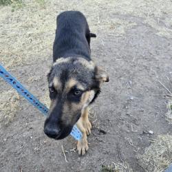 Reunited Unknown Dog last seen Division and Q3 Palmdale, Palmdale, CA 93550
