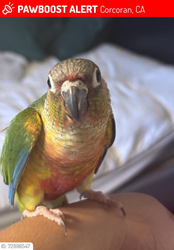 Lost Unknown Bird last seen Soto ave and Garvey Ave , Corcoran, CA 93212