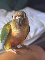 Lost Unknown Bird last seen Soto ave and Garvey Ave , Corcoran, CA 93212