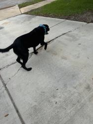 Found/Stray Male Dog last seen Columbia Dr, Schertz, TX 78108