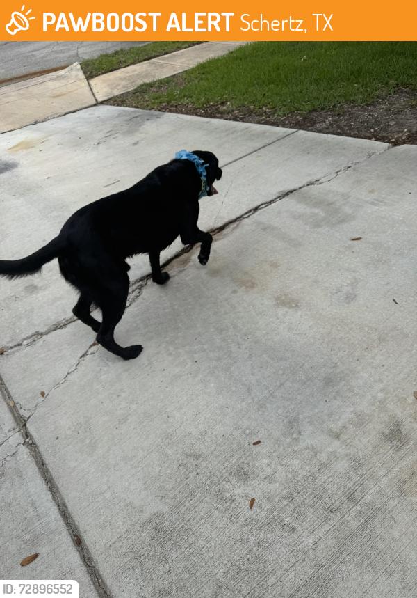 Found/Stray Male Dog last seen Columbia Dr, Schertz, TX 78108