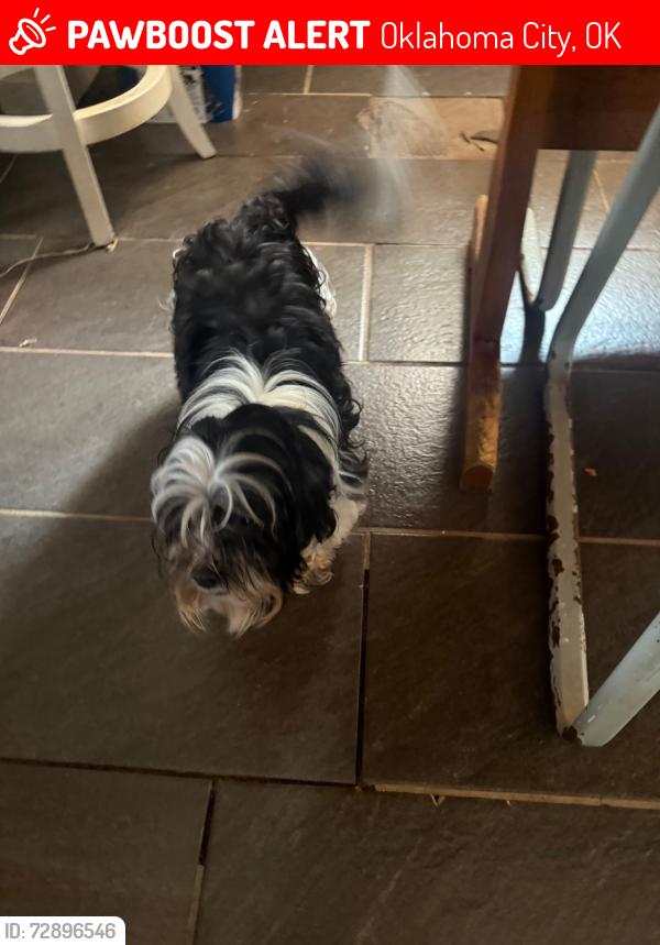Lost Male Dog last seen 32nd, Oklahoma City, OK 73119