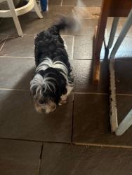 Lost Male Dog last seen 32nd, Oklahoma City, OK 73119