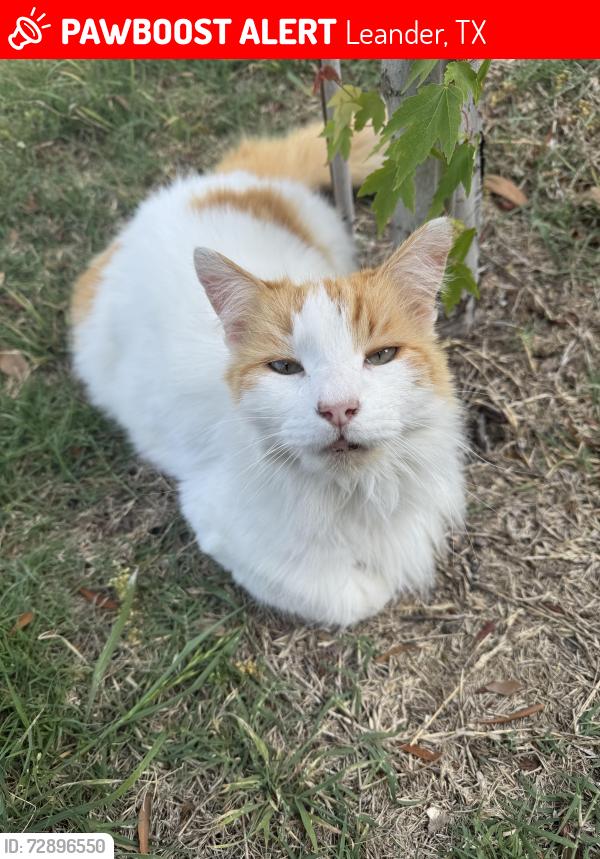 Lost Male Cat last seen Rouse High School, Leander, TX 78641