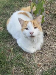 Lost Male Cat last seen Rouse High School, Leander, TX 78641