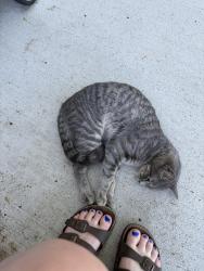 Found/Stray Female Cat last seen Hwy 55 , Rockford, MN 55373