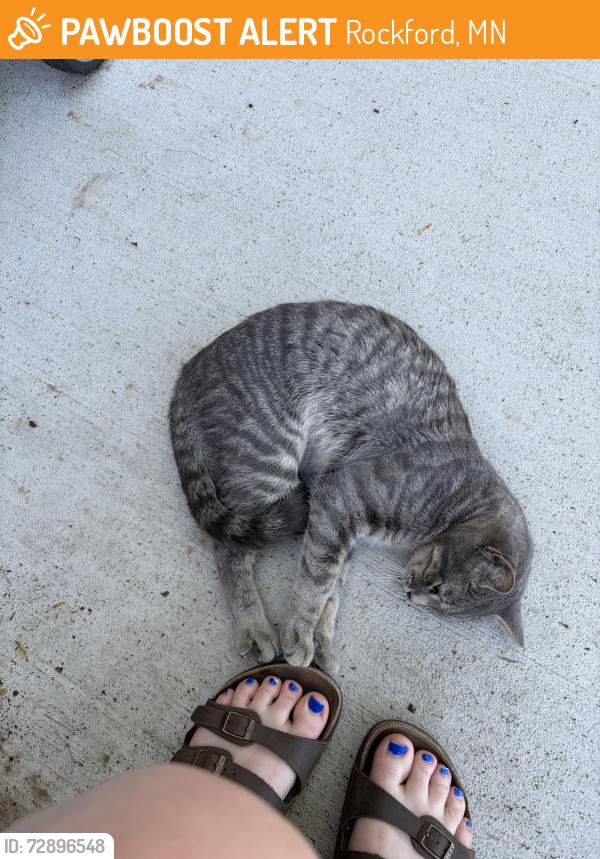 Found/Stray Female Cat last seen Hwy 55 , Rockford, MN 55373