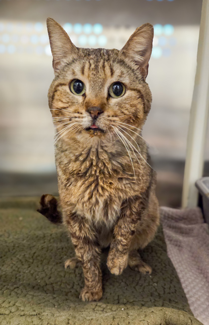 Shelter Stray Male Cat last seen S Alta & E North, Reedley Zone Fresno CO 4 93654, CA, Fresno, CA 93706
