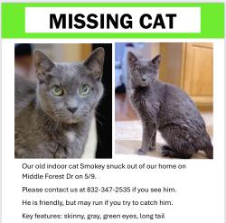 Lost Male Cat last seen Walnut Pond Dr, Houston, TX 77059