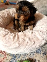 Lost Female Dog last seen Cinco ranch, Katy, TX 77494