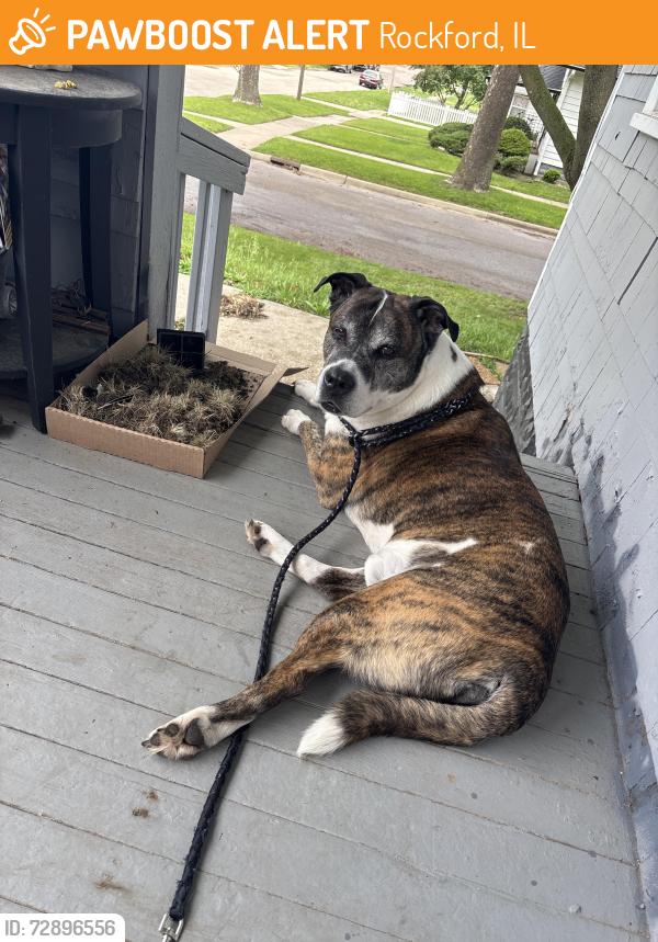 Found/Stray Male Dog last seen Fairview ave, Rockford, IL 61101