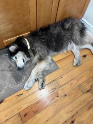 Found/Stray Male Dog last seen 95th st. & NW 3rd Ave., Miami Shores, FL 33150