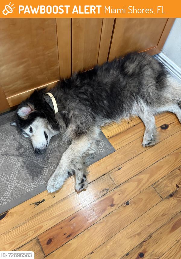 Found/Stray Male Dog last seen 95th st. & NW 3rd Ave., Miami Shores, FL 33150
