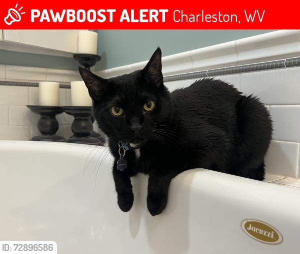 Lost Male Cat last seen Laurel and Locust Streets, Charleston, WV 25314