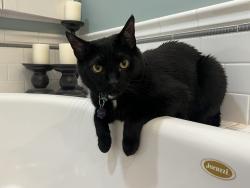 Lost Male Cat last seen Laurel and Locust Streets, Charleston, WV 25314