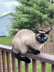 Lost Male Cat last seen Arlington Street, Arbor Street, Upton Middle School, Peace Lutheran Church, St. Joseph, MI 49085