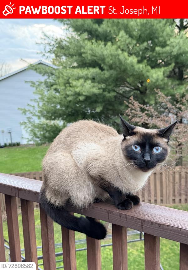 Lost Male Cat last seen Arlington Street, Arbor Street, Upton Middle School, Peace Lutheran Church, St. Joseph, MI 49085