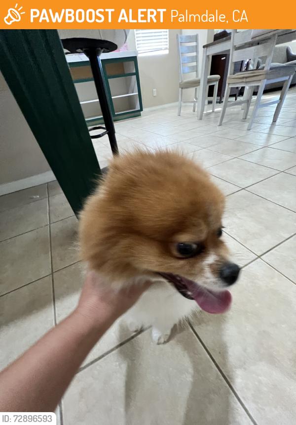 Found/Stray Male Dog last seen Champion Way and Club Rancho Dr., Palmdale, CA 93551