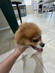 Found/Stray Male Dog last seen Champion Way and Club Rancho Dr., Palmdale, CA 93551