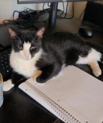 Reunited Male Cat last seen Baselind and Dobson, Mesa, AZ 85202