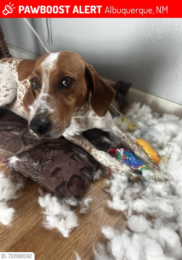 Lost Female Dog last seen unm campus, Albuquerque, NM 87106