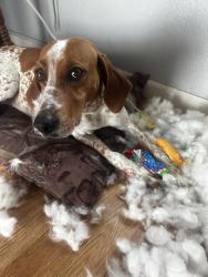 Lost Female Dog last seen unm campus, Albuquerque, NM 87106
