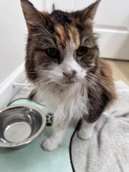 Found/Stray Female Cat last seen St pats school, Arroyo Grande, CA 93420