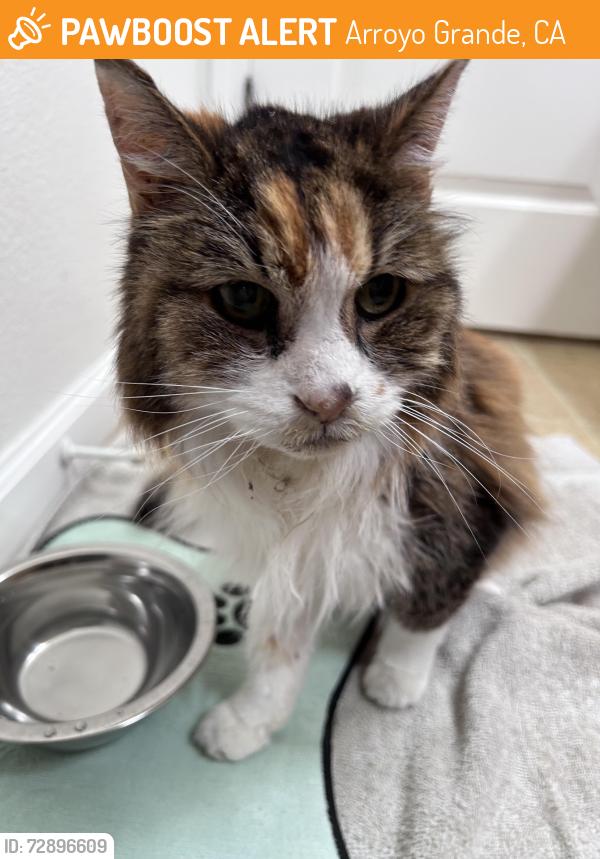 Found/Stray Female Cat last seen St pats school, Arroyo Grande, CA 93420