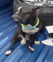 Found/Stray Male Dog last seen La costa restaurant fortlauderdale on SR7 , Davie, FL 33314