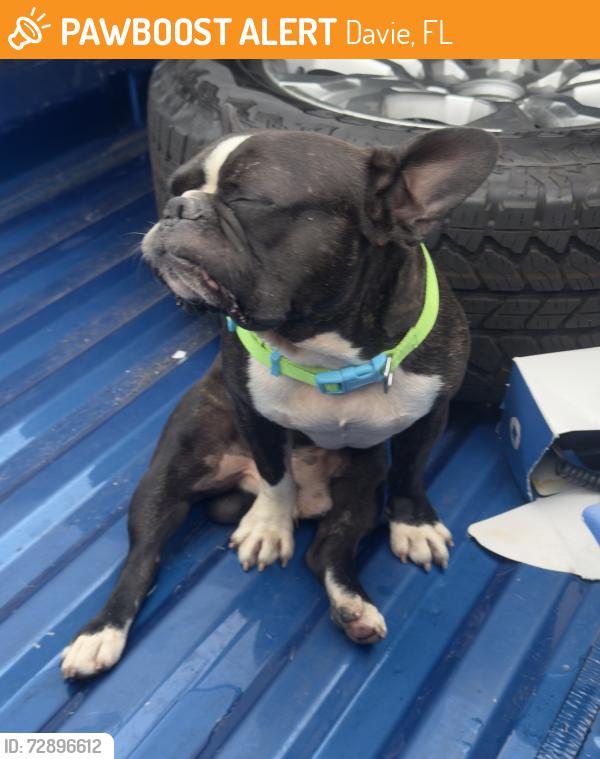 Found/Stray Male Dog last seen La costa restaurant fortlauderdale on SR7 , Davie, FL 33314