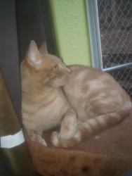 Lost Male Cat last seen Near Miners Mart & the old restaurant , Groveland, CA 95305