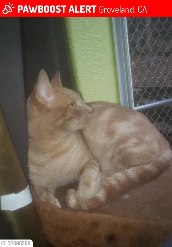 Lost Male Cat last seen Near Miners Mart & the old restaurant , Groveland, CA 95305