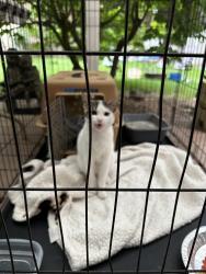 Found/Stray Male Cat last seen River Rd., Marion County, OR 97303